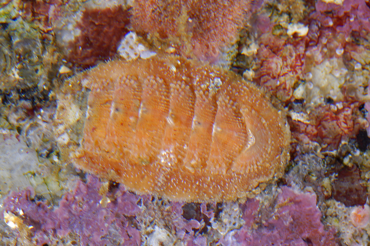 Chaetopleura gemma